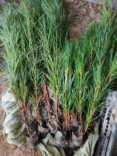 优质白皮松树苗白皮松苗白皮松小苗苗圃直销