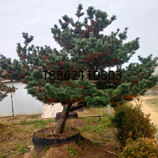 五针松树盆栽大型绿植别墅庭院景观树苗室外五针松盆景四季常绿树