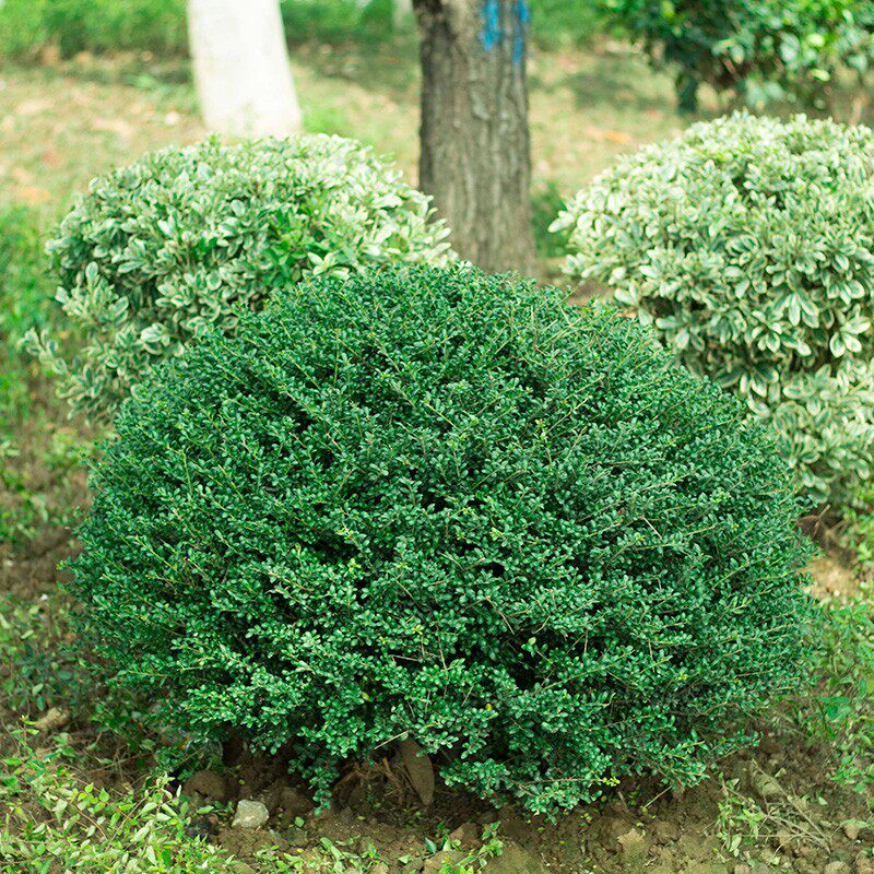 龟甲冬青苗木 树苗花园植物四季常绿 冬青庭院园林绿化工程苗木