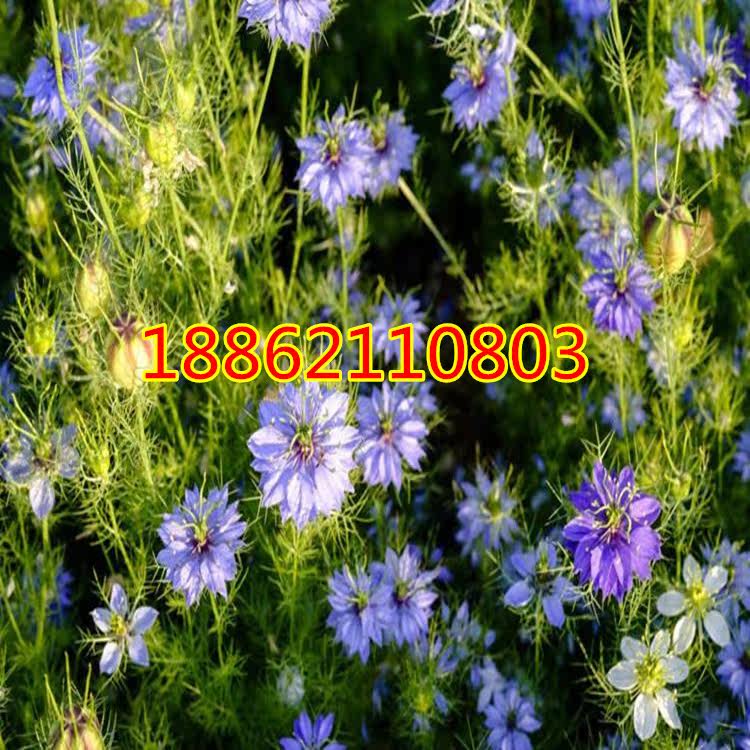 黑种草种子混色香草花海花镜黑子草阳台盆栽观花种子四季易播耐寒在类目 鲜花速递/花卉仿真/绿植园艺, 花卉/蔬果/草坪种子（新）, 家庭园艺种子中 - 来自Buy2taobao.com提供专业的淘宝代购服务