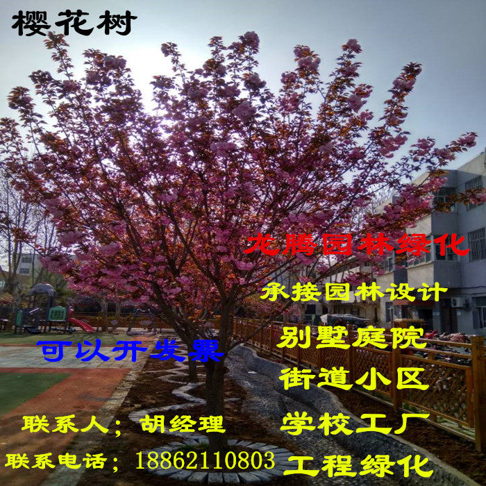 樱花苗日本樱花树苗嫁接早樱树苗