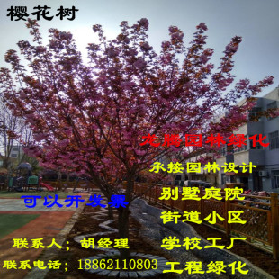 樱花苗日本樱花树苗嫁接早樱树苗晚樱苗盆栽地栽樱花小苗绿化苗木