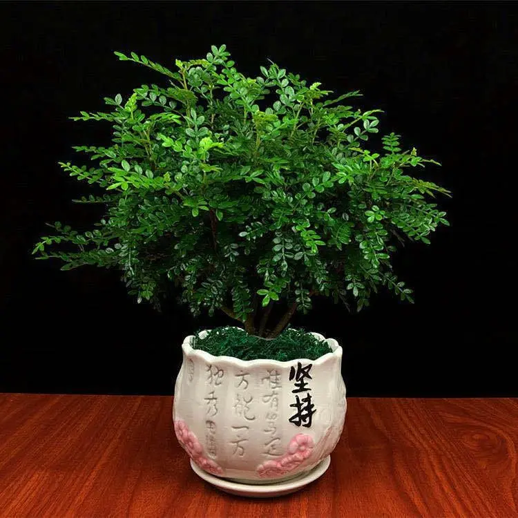 驱蚊驱虫清香胡椒木盆栽绿植植物室内四季常青净化空气盆景草花卉