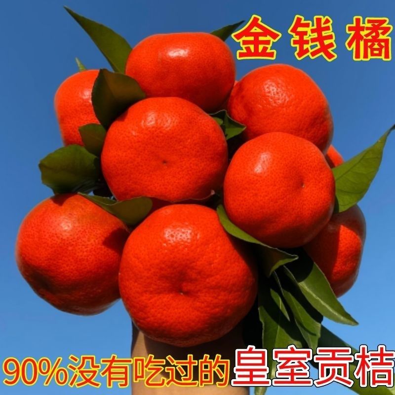 惠水金钱橘贡桔牛肉红贵州特产当季孕妇水果现摘发货整箱10斤包邮