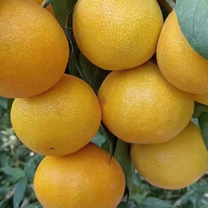 福建果冻橙红美人9.5斤新鲜柑橘