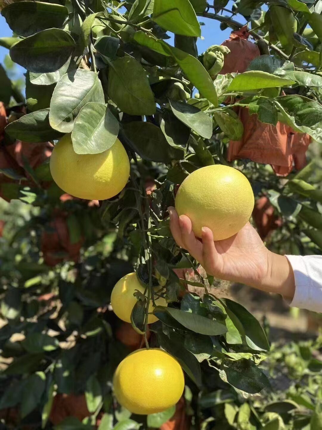 （已卖完黄金葡萄柚带箱10斤新鲜柚子当季水果蜜柚应黄肉甜西柚萄怎么看?