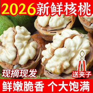 2026新鲜湿核桃大果四川薄壳生新货核桃仁绿皮嫩核桃去青皮鲜核桃