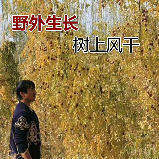 3送1新疆灰枣若羌红枣风干带灰吊干500g老树