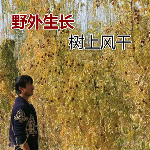 3送1新疆灰枣若羌红枣风干带灰吊干500g老树