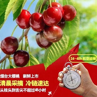 现摘大樱桃新鲜车厘子2斤红灯当季整箱山东烟台国产现发包邮3斤装