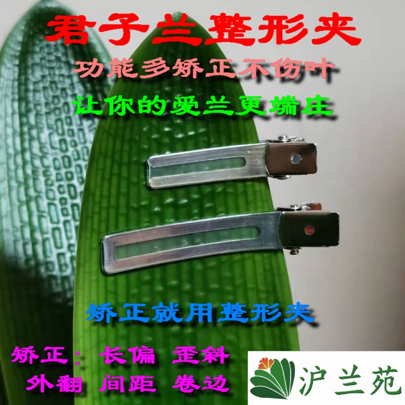 君子兰整型矫正叶片透明遮光