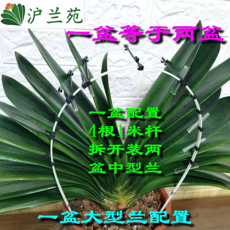 君子兰叶片整形矫正器伸缩硬杆支架不变形护叶条护边保护不伤叶