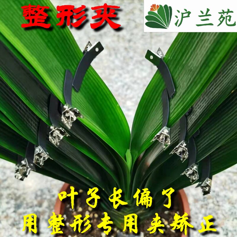 纠正器定型造形通用君子兰