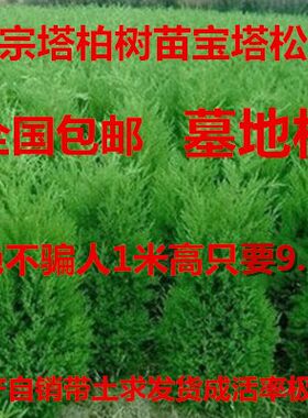 塔柏树苗 松柏树 蜀桧苗 墓地松 扫墓松 清明松 绿化苗 柏树苗