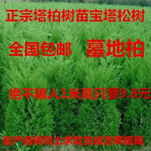 塔柏树苗 松柏树 蜀桧苗 墓地松 扫墓松 清明松 绿化苗 柏树苗