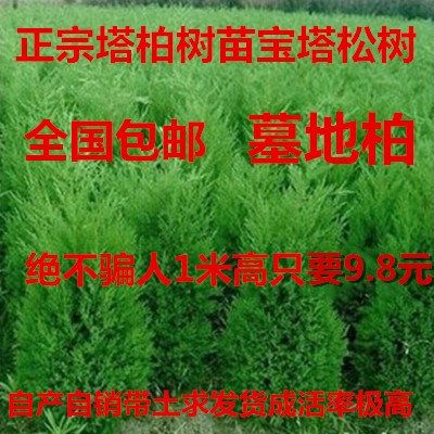 塔柏树苗 松柏树 蜀桧苗 墓地松 扫墓松 清明松 绿化苗 柏树苗