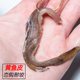 船钓黑头鱼六线鱼腌制黄鱼皮鱼饵海钓近海深海用鱼皮饵料通用诱饵