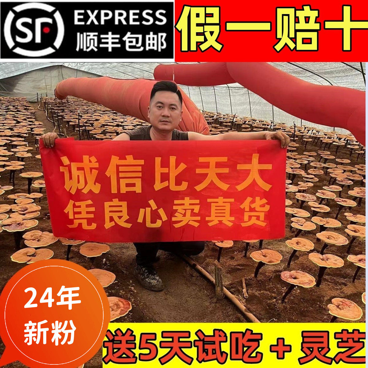 东北长白山赤灵芝孢子粉头道正品250g原产地木段有机种植顺丰包邮