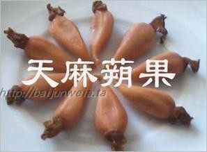 天麻硕果颗粒种0代天麻种萌发菌蜜环菌0代种培育产地直销成活率好