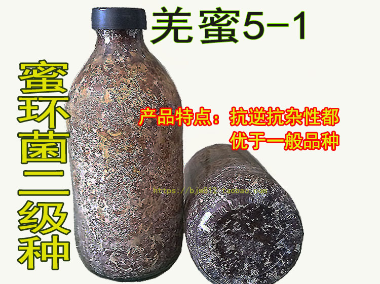 蜜环菌A9品种图片