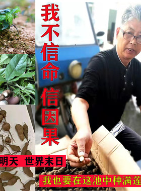 新鲜浙江清热凉茶三叶青