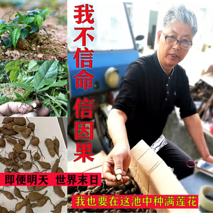 麻记三叶青/新鲜/浙江三叶青/清热祛火/金线吊葫芦/凉茶500g