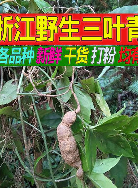 麻记三叶青/新鲜/浙江金线吊葫芦