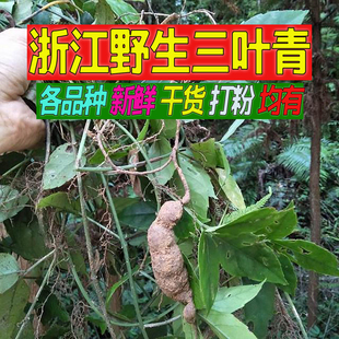 麻记三叶青/新鲜/浙江野生三叶青/清热祛火/金线吊葫芦/500g包邮