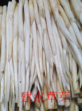 云南建水特产草芽新鲜蔬菜