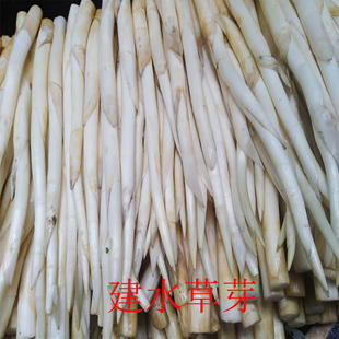 美食新鲜草芽1000克 云南建水特产草芽象牙菜新鲜蔬菜舌尖上