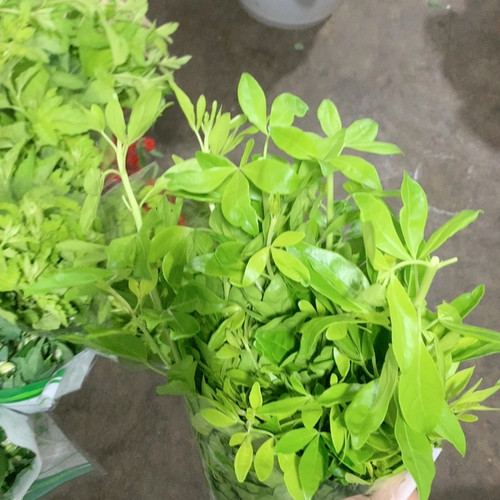 墨西哥橘叶一扎不包邮