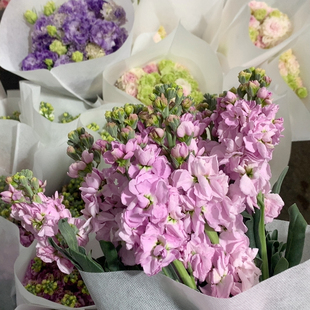 粉色紫罗兰10支不 包邮