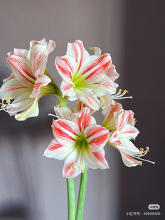 A级童话朱顶红2支不包邮