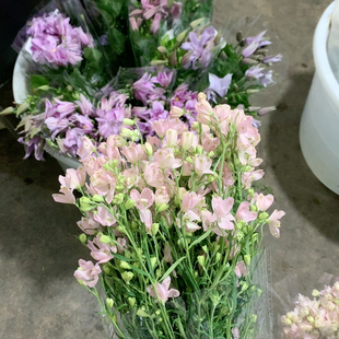 宝熠粉色小飞燕一扎不 包邮