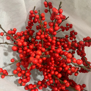 单独 冷链冬青3支75公分 包邮