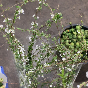 白色雪柳花一扎不 包邮