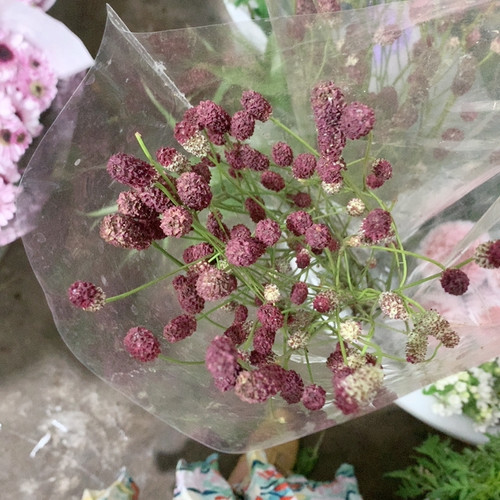地榆5支不包邮
