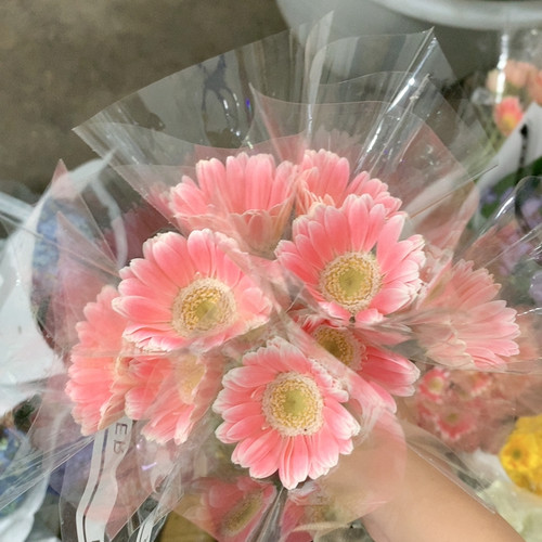 芭比娃娃非洲菊10支不包邮