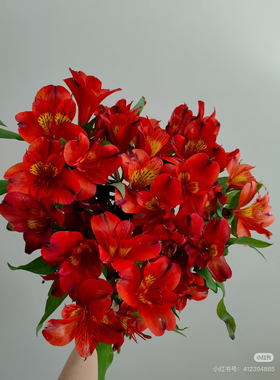 进口种苗红色六出10支不包邮