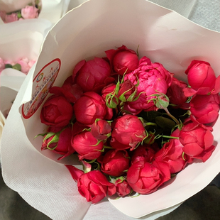 多头石榴汁阳台10支不 包邮