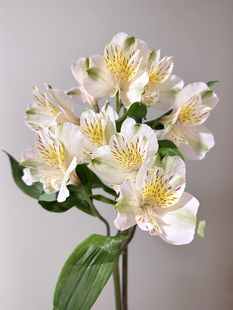 六出花奶油芝士10支不包邮