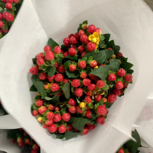 红豆一扎不 包邮