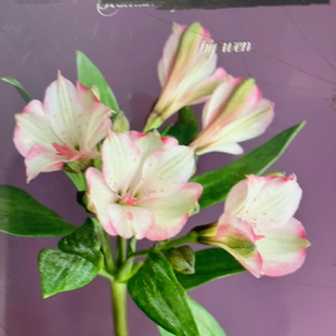 进口六初杰克逊5支不 包邮