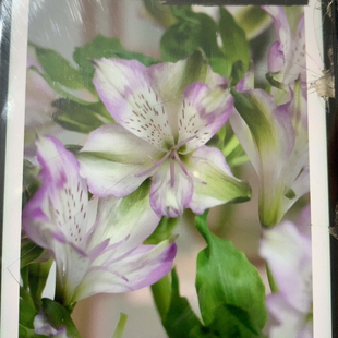 进口六初夏威夷5只不 包邮