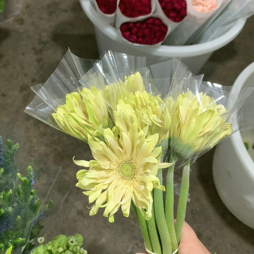 香格里拉非洲菊10支不包邮
