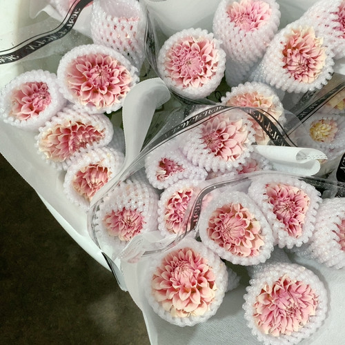 花蔓奶油桃子大丽花5支不包邮