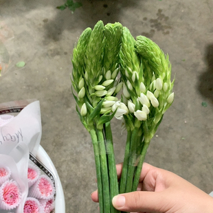 2扎圣心百合不 包邮