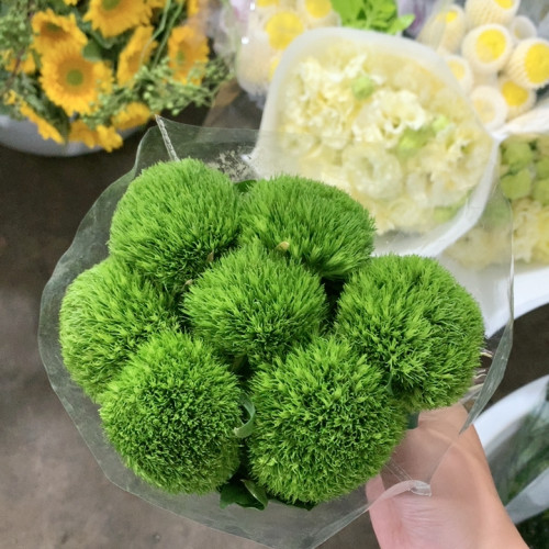 绿毛球10支不包邮