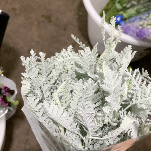银羽叶一扎不包邮