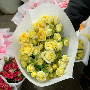 B级多头柠檬汁阳台10支不包邮